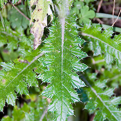 Remutaka Rail Trail.<br>Photographer: Jeremy R. Rolfe, Date taken: 04/12/2006, Licence: <a target='_blank' href='https://creativecommons.org/licenses/by/4.0'>CC BY</a>. <a class='member-message' href='/nzpcn/why-join-nzpcn/' target='_blank'>Members can view a larger version of this image.</a>