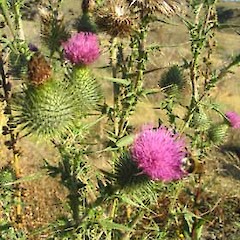 Cirsium vulgare.<br>Photographer: John Barkla, Licence: <a target='_blank' href='https://creativecommons.org/licenses/by/4.0'>CC BY</a>.