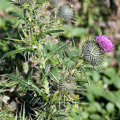 Pauatahanui.<br>Photographer: Jeremy R. Rolfe, Date taken: 01/06/2006, Licence: <a target='_blank' href='https://creativecommons.org/licenses/by/4.0'>CC BY</a>. <a class='member-message' href='/nzpcn/why-join-nzpcn/' target='_blank'>Members can view a larger version of this image.</a>