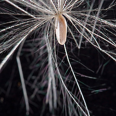 Achene and feathery pappus. Silverstream, Upper Hutt.<br>Photographer: Jeremy R. Rolfe, Date taken: 11/02/2007, Licence: <a target='_blank' href='https://creativecommons.org/licenses/by/4.0'>CC BY</a>.
