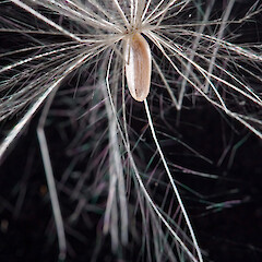 Achene and feathery pappus. Silverstream, Upper Hutt.<br>Photographer: Jeremy R. Rolfe, Date taken: 11/02/2007, Licence: <a target='_blank' href='https://creativecommons.org/licenses/by/4.0'>CC BY</a>. <a class='member-message' href='/nzpcn/why-join-nzpcn/' target='_blank'>Members can view a larger version of this image.</a>