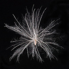 Achene and feathery pappus. Silverstream, Upper Hutt.<br>Photographer: Jeremy R. Rolfe, Date taken: 11/02/2007, Licence: <a target='_blank' href='https://creativecommons.org/licenses/by/4.0'>CC BY</a>.