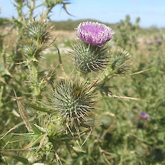 Cirsium vulgare.<br>Photographer: John Sawyer, Licence: <a target='_blank' href='https://creativecommons.org/licenses/by-nc/4.0'>CC BY-NC</a>.