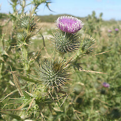 Cirsium vulgare.<br>Photographer: John Sawyer, Licence: <a target='_blank' href='https://creativecommons.org/licenses/by-nc/4.0'>CC BY-NC</a>. <a class='member-message' href='/nzpcn/why-join-nzpcn/' target='_blank'>Members can view a larger version of this image.</a>