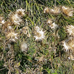 Seed heads. Lake Waikato, near Waverley, Taranaki. Mar 2013.<br>Photographer: Robyn Ogle, Licence: All rights reserved.