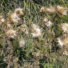 Seed heads. Lake Waikato, near Waverley, Taranaki. Mar 2013.<br>Photographer: Robyn Ogle, Licence: All rights reserved. <a class='member-message' href='/nzpcn/why-join-nzpcn/' target='_blank'>Members can view a larger version of this image.</a>