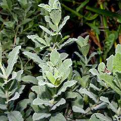Cistus creticus