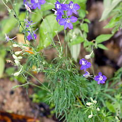 Taita, Hutt Valley.<br>Photographer: Jeremy R. Rolfe, Date taken: 29/04/2006, Licence: <a target='_blank' href='https://creativecommons.org/licenses/by/4.0'>CC BY</a>. <a class='member-message' href='/nzpcn/why-join-nzpcn/' target='_blank'>Members can view a larger version of this image.</a>