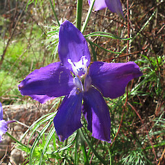 Fraser’s Gully, Dunedin.<br>Photographer: John Barkla, Date taken: 01/03/2013, Licence: <a target='_blank' href='https://creativecommons.org/licenses/by/4.0'>CC BY</a>. <a class='member-message' href='/nzpcn/why-join-nzpcn/' target='_blank'>Members can view a larger version of this image.</a>