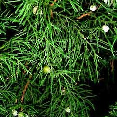 Cupressus sempervirens.<br>Photographer: Peter J de Lange, Licence: <a target='_blank' href='https://creativecommons.org/licenses/by-nc/4.0'>CC BY-NC</a>.