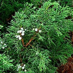 Cupressus sempervirens young female cones.<br>Photographer: Peter J de Lange, Licence: <a target='_blank' href='https://creativecommons.org/licenses/by-nc/4.0'>CC BY-NC</a>.