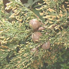 Cupressus sempervirens.<br>Photographer: John Smith-Dodsworth, Licence: <a target='_blank' href='https://creativecommons.org/licenses/by-nc/4.0'>CC BY-NC</a>.
