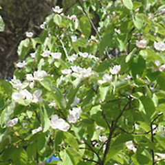 Cydonia oblonga.<br>Photographer: John Smith-Dodsworth, Licence: <a target='_blank' href='https://creativecommons.org/licenses/by-nc/4.0'>CC BY-NC</a>.