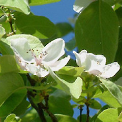 A close up of Cydonia oblonga flowers.<br>Photographer: John Smith-Dodsworth, Licence: <a target='_blank' href='https://creativecommons.org/licenses/by-nc/4.0'>CC BY-NC</a>.