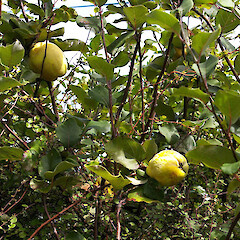 In cultivation.<br>Photographer: John Smith-Dodsworth, Licence: <a target='_blank' href='https://creativecommons.org/licenses/by-nc/4.0'>CC BY-NC</a>. <a class='member-message' href='/nzpcn/why-join-nzpcn/' target='_blank'>Members can view a larger version of this image.</a>