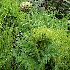 Cynara scolymus