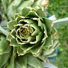 edible flower bud (in cultivation).<br>Photographer: Jesse Bythell, Date taken: 15/02/2014, Licence: <a target='_blank' href='https://creativecommons.org/licenses/by-nc/4.0'>CC BY-NC</a>. <a class='member-message' href='/nzpcn/why-join-nzpcn/' target='_blank'>Members can view a larger version of this image.</a>