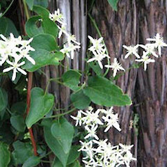 Clematis maximowicziana.<br>Photographer: Department of Conservation, Licence: Public domain.