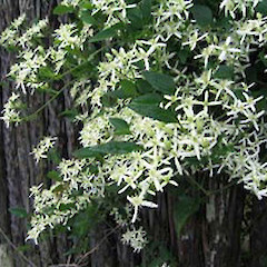 Clematis maximowicziana.<br>Photographer: Department of Conservation, Licence: Public domain.