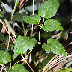Silverstream, Upper Hutt.<br>Photographer: Jeremy R. Rolfe, Date taken: 17/06/2006, Licence: <a target='_blank' href='https://creativecommons.org/licenses/by/4.0'>CC BY</a>.
