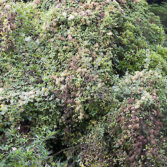 Mangaroa Valley, Upper Hutt.<br>Photographer: Jeremy R. Rolfe, Date taken: 16/05/2006, Licence: <a target='_blank' href='https://creativecommons.org/licenses/by/4.0'>CC BY</a>. <a class='member-message' href='/nzpcn/why-join-nzpcn/' target='_blank'>Members can view a larger version of this image.</a>
