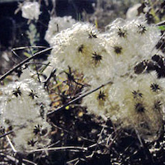 Mangaweka. May 1993.<br>Photographer: Colin C. Ogle, Licence: <a target='_blank' href='https://creativecommons.org/licenses/by-nc/4.0'>CC BY-NC</a>.