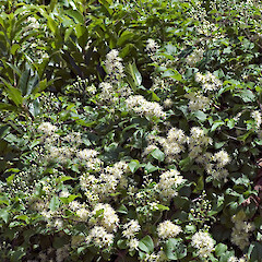Smothering māhoe (Melicytus ramiflorus). Hutt Valley.<br>Photographer: Jeremy R. Rolfe, Date taken: 04/02/2007, Licence: <a target='_blank' href='https://creativecommons.org/licenses/by/4.0'>CC BY</a>. <a class='member-message' href='/nzpcn/why-join-nzpcn/' target='_blank'>Members can view a larger version of this image.</a>