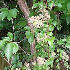 Clematis vitalba.<br>Photographer: Nicholas J. D. Singers, Licence: All rights reserved.