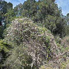 Seed that has persisted over winter. Stronvar, eastern Wairarapa.<br>Photographer: Jeremy R. Rolfe, Date taken: 10/10/2010, Licence: <a target='_blank' href='https://creativecommons.org/licenses/by/4.0'>CC BY</a>.