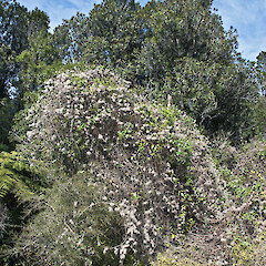 Seed that has persisted over winter. Stronvar, eastern Wairarapa.<br>Photographer: Jeremy R. Rolfe, Date taken: 10/10/2010, Licence: <a target='_blank' href='https://creativecommons.org/licenses/by/4.0'>CC BY</a>. <a class='member-message' href='/nzpcn/why-join-nzpcn/' target='_blank'>Members can view a larger version of this image.</a>
