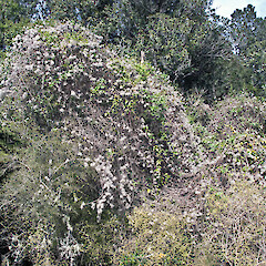 Seed that has persisted over winter. Stronvar, eastern Wairarapa.<br>Photographer: Jeremy R. Rolfe, Date taken: 10/10/2010, Licence: <a target='_blank' href='https://creativecommons.org/licenses/by/4.0'>CC BY</a>. <a class='member-message' href='/nzpcn/why-join-nzpcn/' target='_blank'>Members can view a larger version of this image.</a>