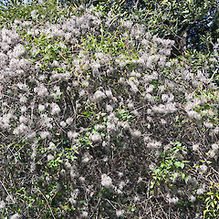 Seed that has persisted over winter. Stronvar, eastern Wairarapa.<br>Photographer: Jeremy R. Rolfe, Date taken: 10/10/2010, Licence: <a target='_blank' href='https://creativecommons.org/licenses/by/4.0'>CC BY</a>.