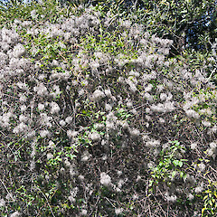 Seed that has persisted over winter. Stronvar, eastern Wairarapa.<br>Photographer: Jeremy R. Rolfe, Date taken: 10/10/2010, Licence: <a target='_blank' href='https://creativecommons.org/licenses/by/4.0'>CC BY</a>. <a class='member-message' href='/nzpcn/why-join-nzpcn/' target='_blank'>Members can view a larger version of this image.</a>