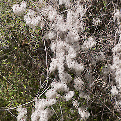 Seed that has persisted over winter. Stronvar, eastern Wairarapa.<br>Photographer: Jeremy R. Rolfe, Date taken: 10/10/2010, Licence: <a target='_blank' href='https://creativecommons.org/licenses/by/4.0'>CC BY</a>. <a class='member-message' href='/nzpcn/why-join-nzpcn/' target='_blank'>Members can view a larger version of this image.</a>