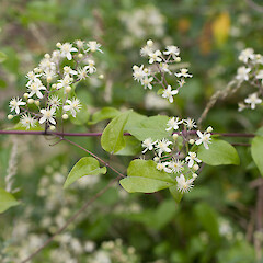 Clematis vitalba.<br>Photographer: Mike Thorsen, Licence: All rights reserved. <a class='member-message' href='/nzpcn/why-join-nzpcn/' target='_blank'>Members can view a larger version of this image.</a>