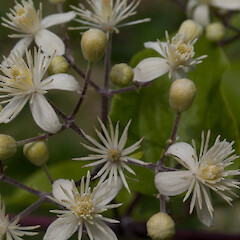 Clematis vitalba.<br>Photographer: Mike Thorsen, Licence: All rights reserved. <a class='member-message' href='/nzpcn/why-join-nzpcn/' target='_blank'>Members can view a larger version of this image.</a>