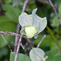 Flower bud. Hutt River Trail near Belmont, Lower Hutt.<br>Photographer: Jeremy R. Rolfe, Date taken: 27/03/2011, Licence: <a target='_blank' href='https://creativecommons.org/licenses/by/4.0'>CC BY</a>.