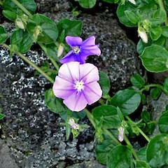 Convolvulus sabatius in flower on steep basalt rock wall, Sainsbury Road, Mt Albert, Auckland.<br>Photographer: Peter J de Lange, Date taken: 18/10/2006, Licence: <a target='_blank' href='https://creativecommons.org/licenses/by-nc/4.0'>CC BY-NC</a>.