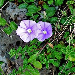 Convolvulus sabatius close up of flowering plant growing on steep basalt rock wall, Sainsbury Road, Mt Albert, Auckland.<br>Photographer: Peter J de Lange, Date taken: 08/10/2006, Licence: <a target='_blank' href='https://creativecommons.org/licenses/by-nc/4.0'>CC BY-NC</a>.