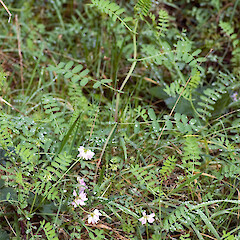 North of Silverstream Scenic Reserve, Upper Hutt.<br>Photographer: Jeremy R. Rolfe, Date taken: 30/04/2006, Licence: <a target='_blank' href='https://creativecommons.org/licenses/by/4.0'>CC BY</a>. <a class='member-message' href='/nzpcn/why-join-nzpcn/' target='_blank'>Members can view a larger version of this image.</a>