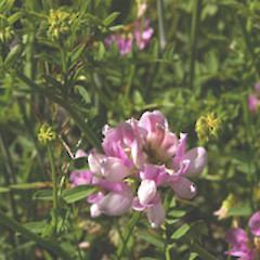 Coronilla varia.<br>Photographer: John Smith-Dodsworth, Licence: <a target='_blank' href='https://creativecommons.org/licenses/by-nc/4.0'>CC BY-NC</a>.