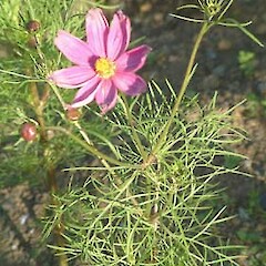 Cosmos bipinnatus