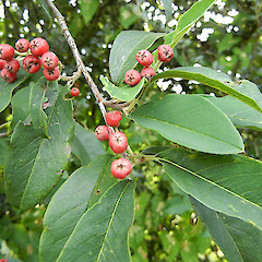 Fruiting tree, Ward St Raetihi.<br>Photographer: Kate McAlpine, Date taken: 08/03/2016, Licence: All rights reserved. <a class='member-message' href='/nzpcn/why-join-nzpcn/' target='_blank'>Members can view a larger version of this image.</a>