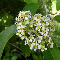 Flowering tree; Ward St, Raetihi.<br>Photographer: Colin C. Ogle, Date taken: 13/12/2015, Licence: <a target='_blank' href='https://creativecommons.org/licenses/by-nc/4.0'>CC BY-NC</a>. <a class='member-message' href='/nzpcn/why-join-nzpcn/' target='_blank'>Members can view a larger version of this image.</a>