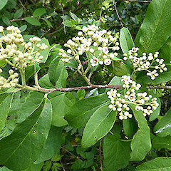 Flowering tree; Ward St, Raetihi.<br>Photographer: Colin C. Ogle, Date taken: 13/12/2015, Licence: <a target='_blank' href='https://creativecommons.org/licenses/by-nc/4.0'>CC BY-NC</a>.