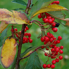 Fruiting tree, Ward St Raetihi.<br>Photographer: Colin C. Ogle, Date taken: 29/05/2006, Licence: <a target='_blank' href='https://creativecommons.org/licenses/by-nc/4.0'>CC BY-NC</a>. <a class='member-message' href='/nzpcn/why-join-nzpcn/' target='_blank'>Members can view a larger version of this image.</a>