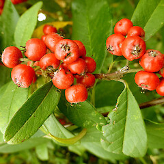 Raetihi on clay road bank; locally common.<br>Photographer: Colin C. Ogle, Date taken: 06/05/2016, Licence: <a target='_blank' href='https://creativecommons.org/licenses/by-nc/4.0'>CC BY-NC</a>. <a class='member-message' href='/nzpcn/why-join-nzpcn/' target='_blank'>Members can view a larger version of this image.</a>