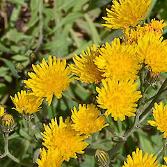 Crepis foetida subsp. foetida