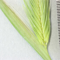 Hordeum marinum subsp. gussoneanum