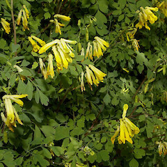 Corydalis lutea.<br>Photographer: John Smith-Dodsworth, Licence: <a target='_blank' href='https://creativecommons.org/licenses/by-nc/4.0'>CC BY-NC</a>. <a class='member-message' href='/nzpcn/why-join-nzpcn/' target='_blank'>Members can view a larger version of this image.</a>